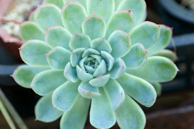 dmr-succulent.jpg