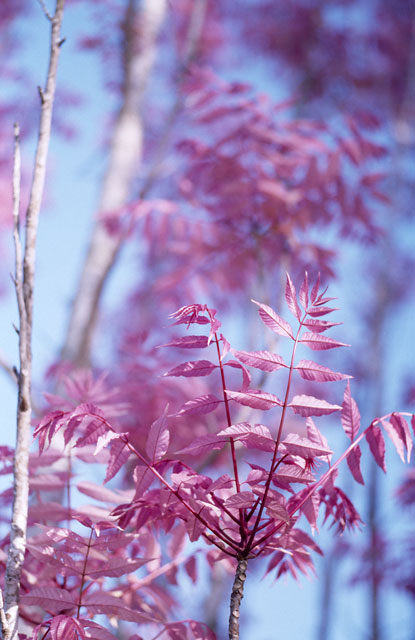 pink-tree-75-cron.jpg