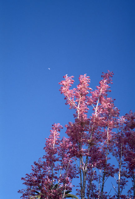 pink-trees-and-moon-40cron.jpg