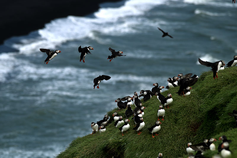 puffin-landing.jpg