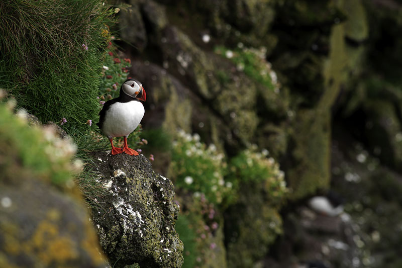 puffin-on-cliff2.jpg